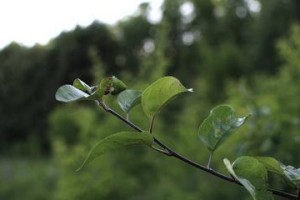 《妄想山海》中的橡树叶获取攻略（探索神秘的大陆，寻找珍贵的橡树叶！）