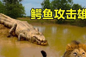 鳄鱼反击技能加点攻略（解锁鳄鱼反击技能的关键点及使用技巧）