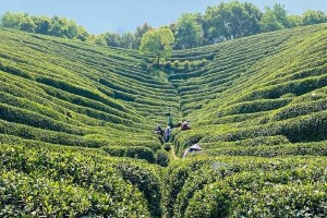 恋与制作人茶田寻宝事件（游戏中的真实寻宝之旅）