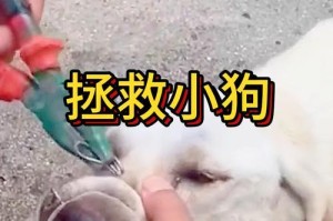 《拯救小狗哥》游戏攻略指南（彻底解锁游戏中的隐藏关卡，找到所有宝藏和秘密道具）