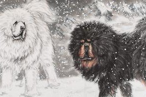 雪域昆仑藏獒出装攻略（打造无敌守护神，藏獒装备选择全解析）