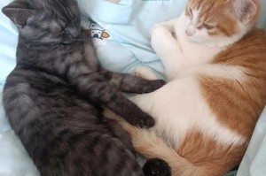得奖猫咪的游戏之旅（以又一个案子解决了，奖猫咪怎么过？）